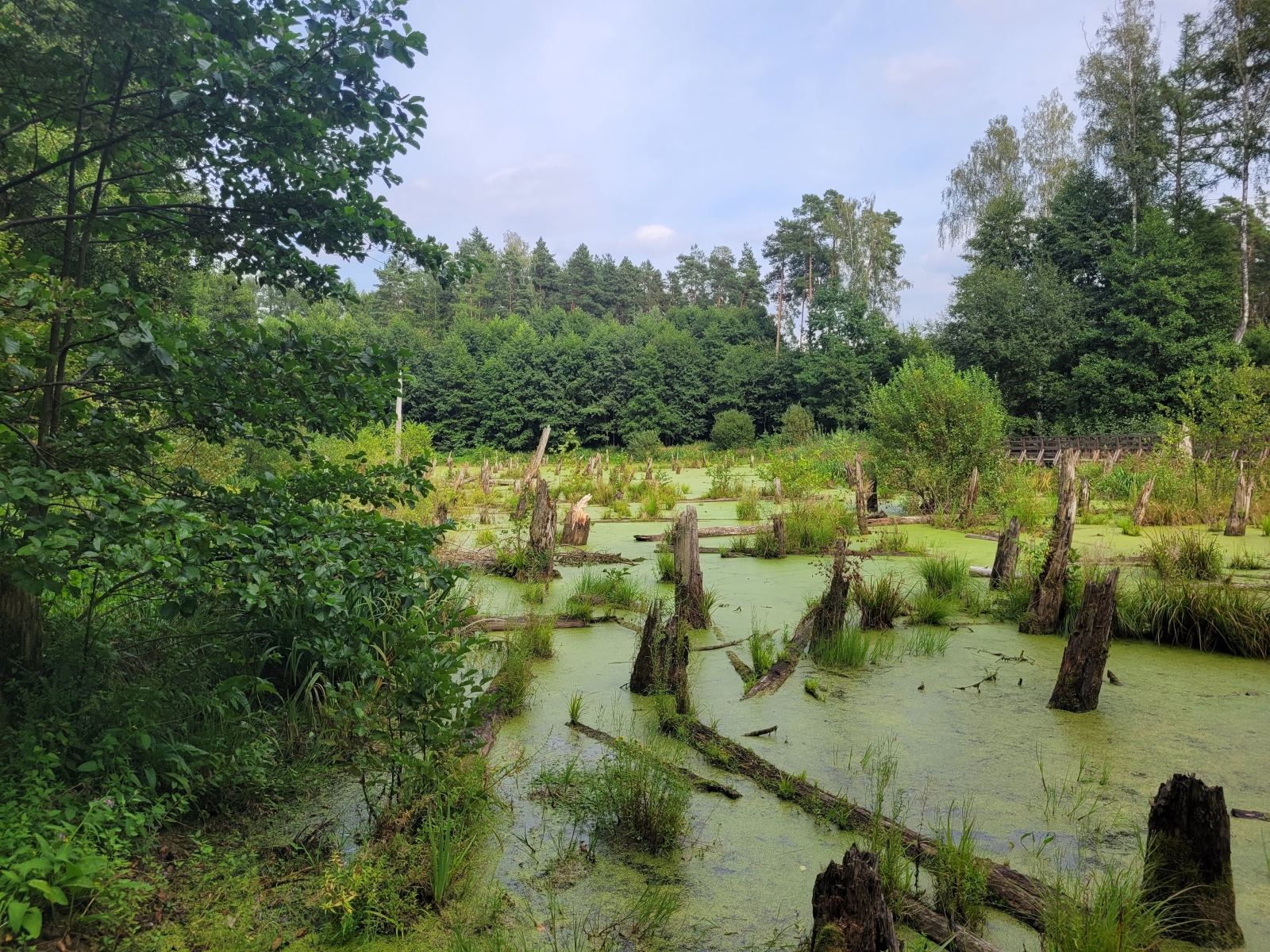 Arboretum Wirty, sierpień 2024; fot. Agnieszka Harasimowicz | IMGW-PIB