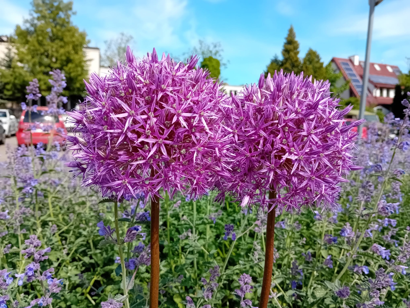 Allium Czosnek ozdobny Gladiator. Fot. Jan Szymankiewicz | IMGW-PIB