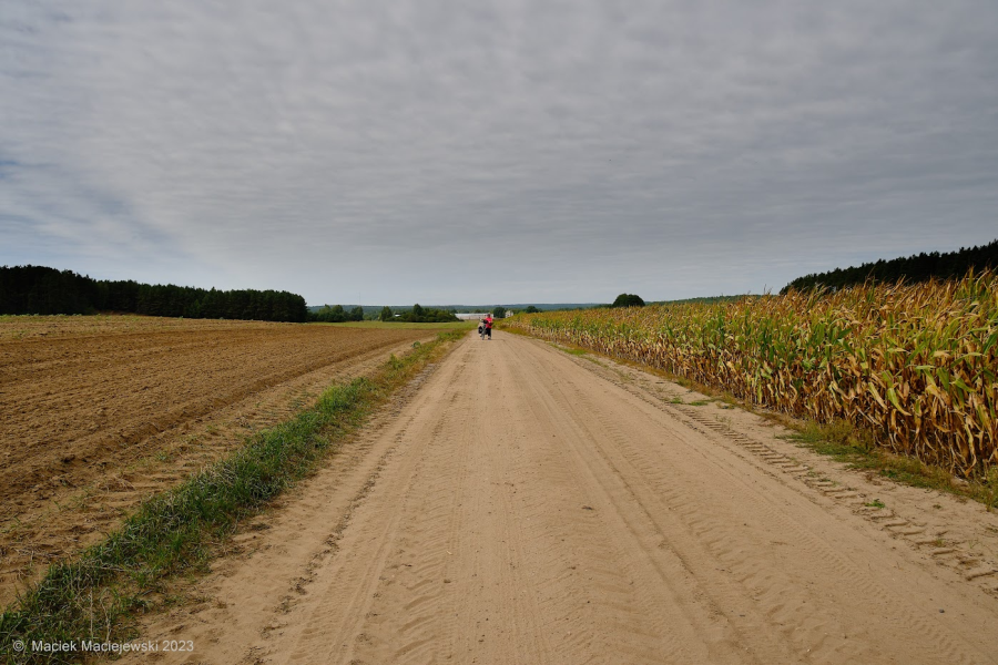 Puszcza Knyszyńska. Fot. Maciej Maciejewski| IMGW-PIB