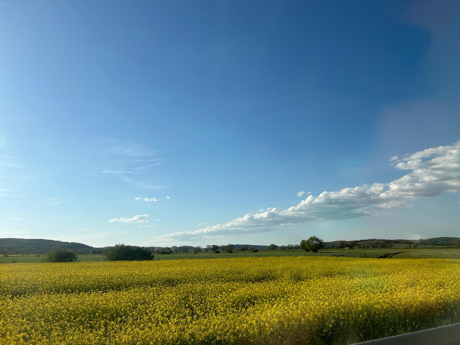 Pola kwitnącego rzepaku, 02.05.2024 r. Fot. IMGW-PIB