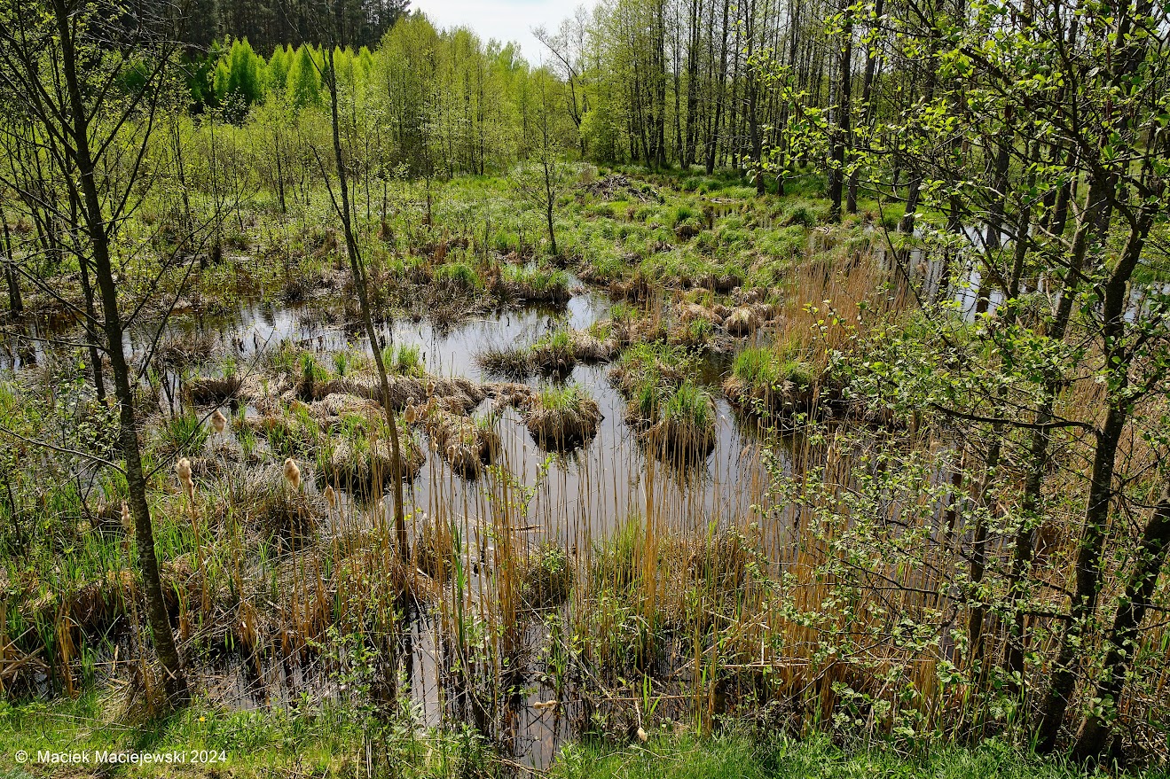 Nad rzeką Czarna, Podlasie, 30.04.2024 r. Fot. Maciej Maciejewski