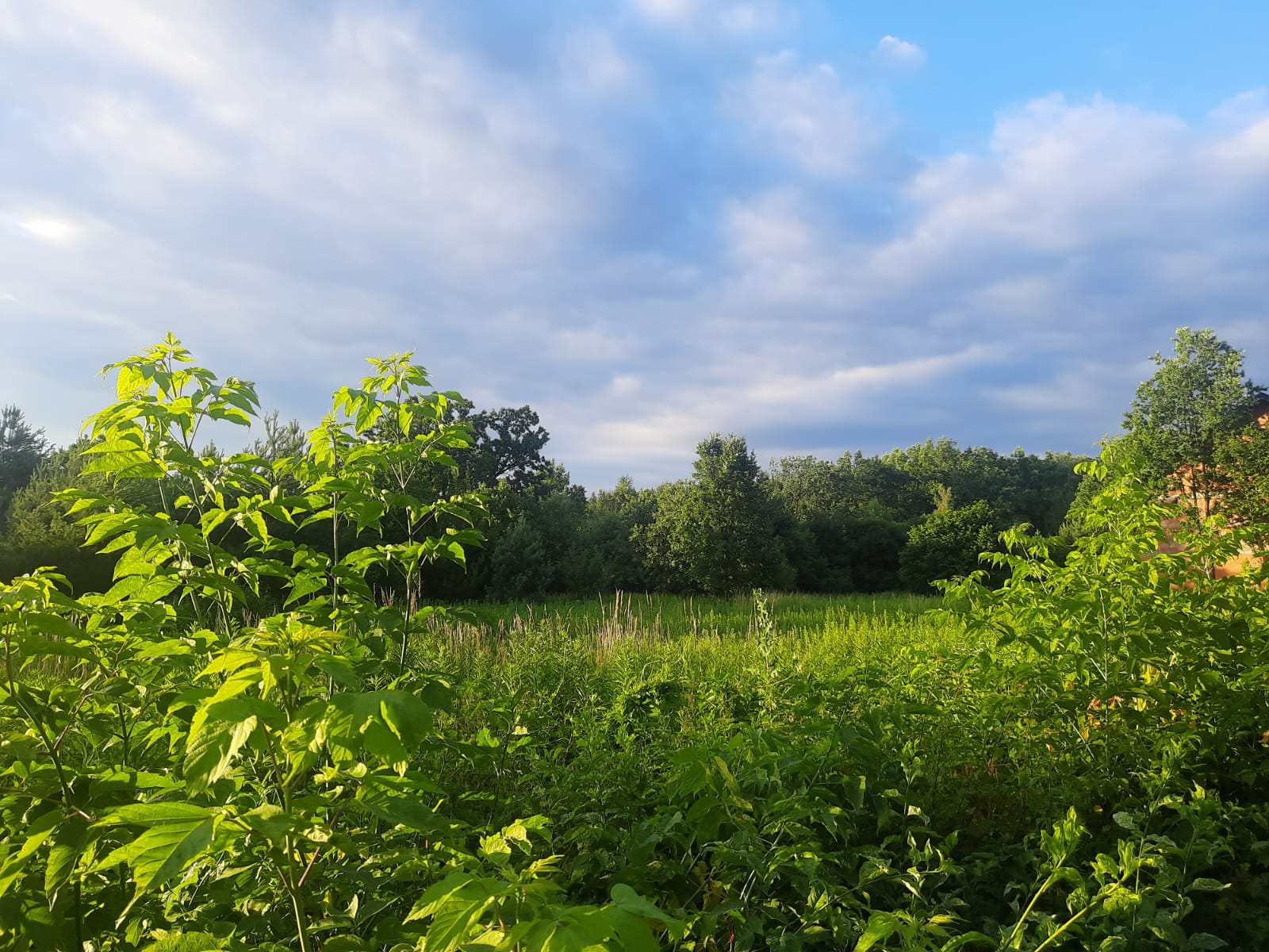 Okolice Nieporętu, 22.06.2024 r. Fot. Emilia Szewczak | IMGW-PIB