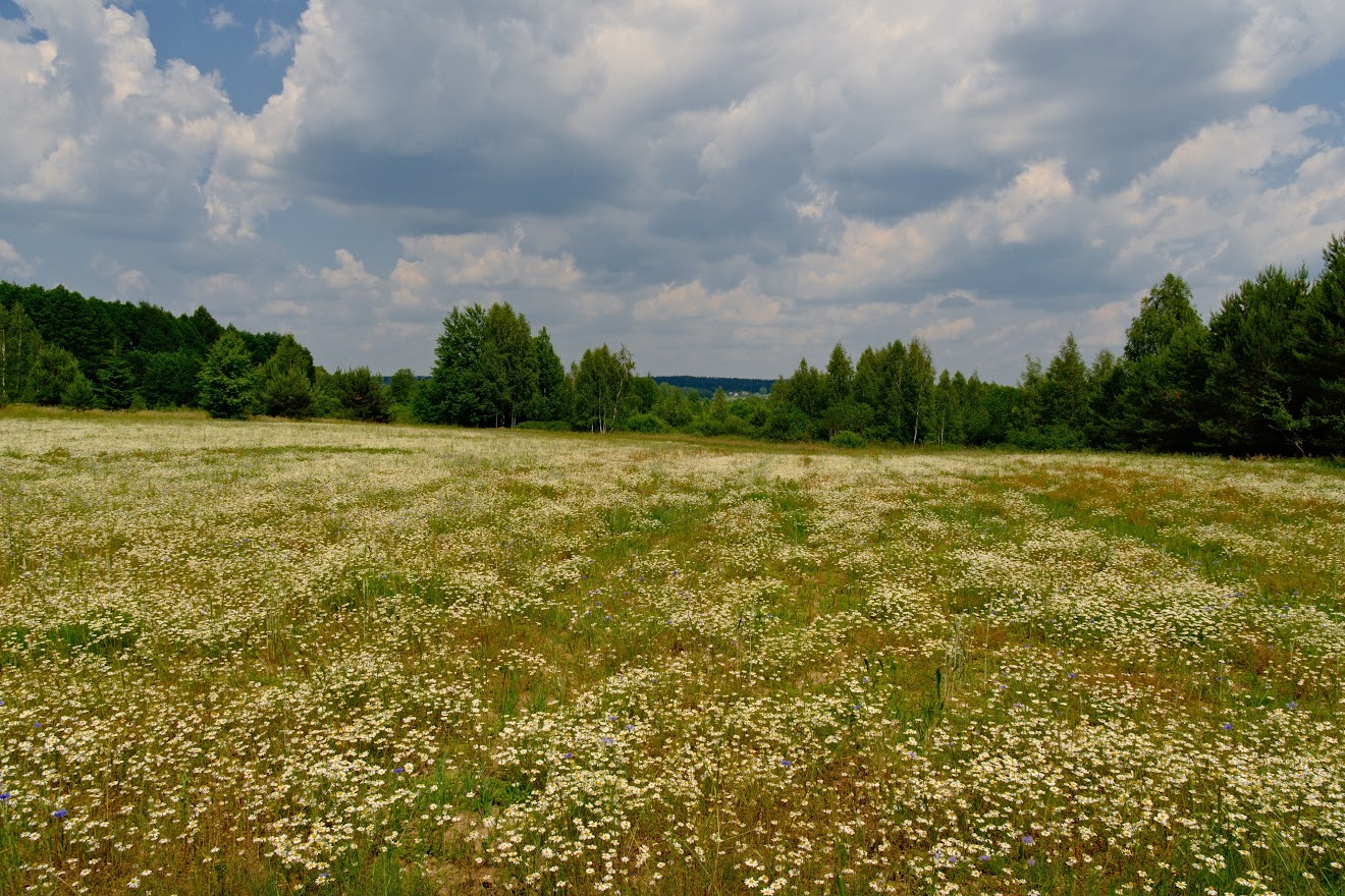 Łąka, 21.06.2023 r., Fot. Maciej Maciejewski | IMGW-PIB