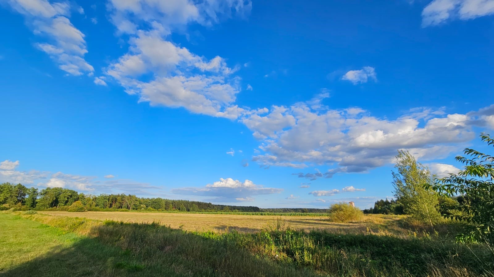 Mazowsze, sierpień 2024 r. Fot. Izabela Adrian |IMGW-PIB