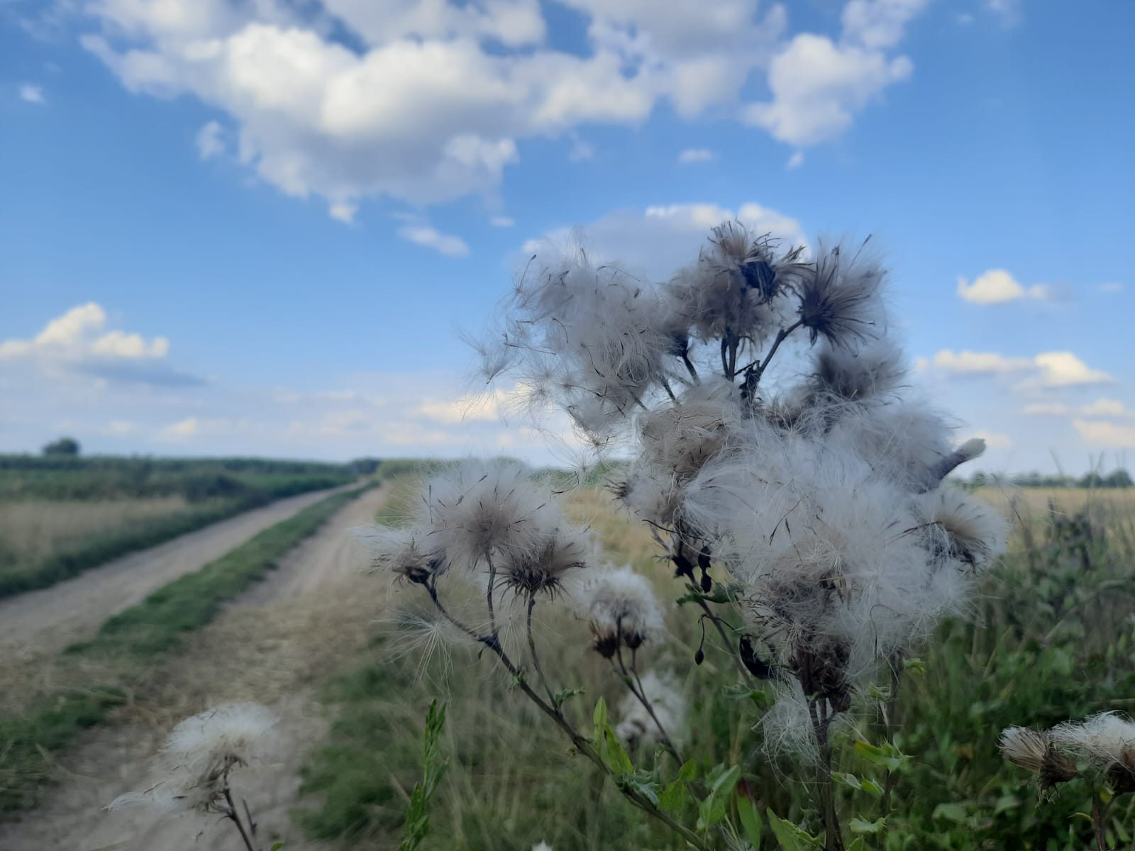 Lato na Mazowszu. Fot. Emilia Szewczak | IMGW-PIB