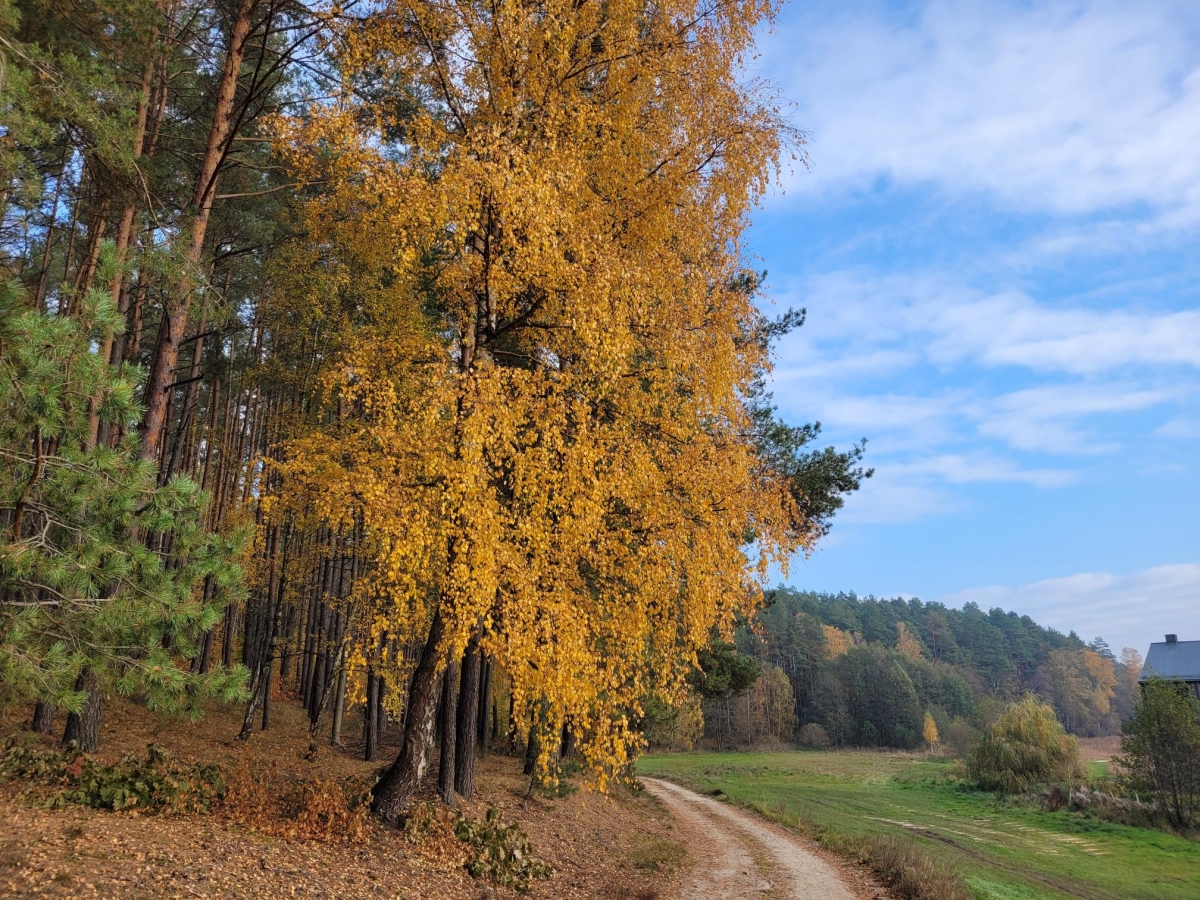 Jesień na Pomorzu. Fot. Agnieszka Harasimowicz |IMGW-PIB