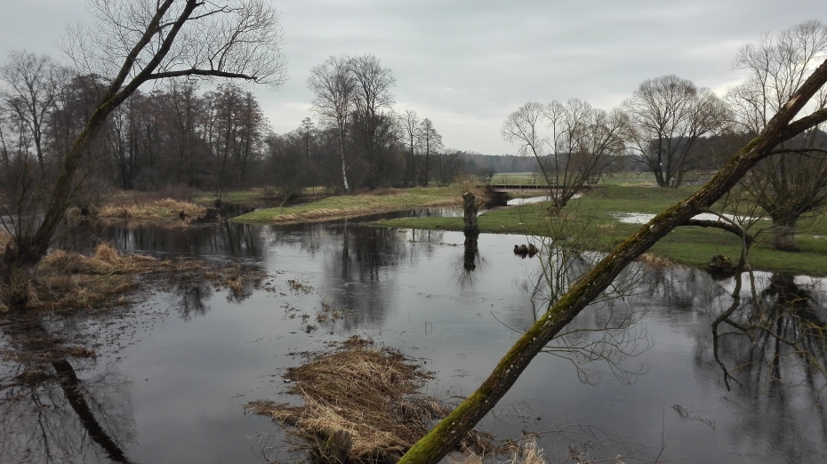 Rzeka Czarna, Januszewice, 28.02.2024 r. Fot. Sylwester Dacz |IMGW-PIB.