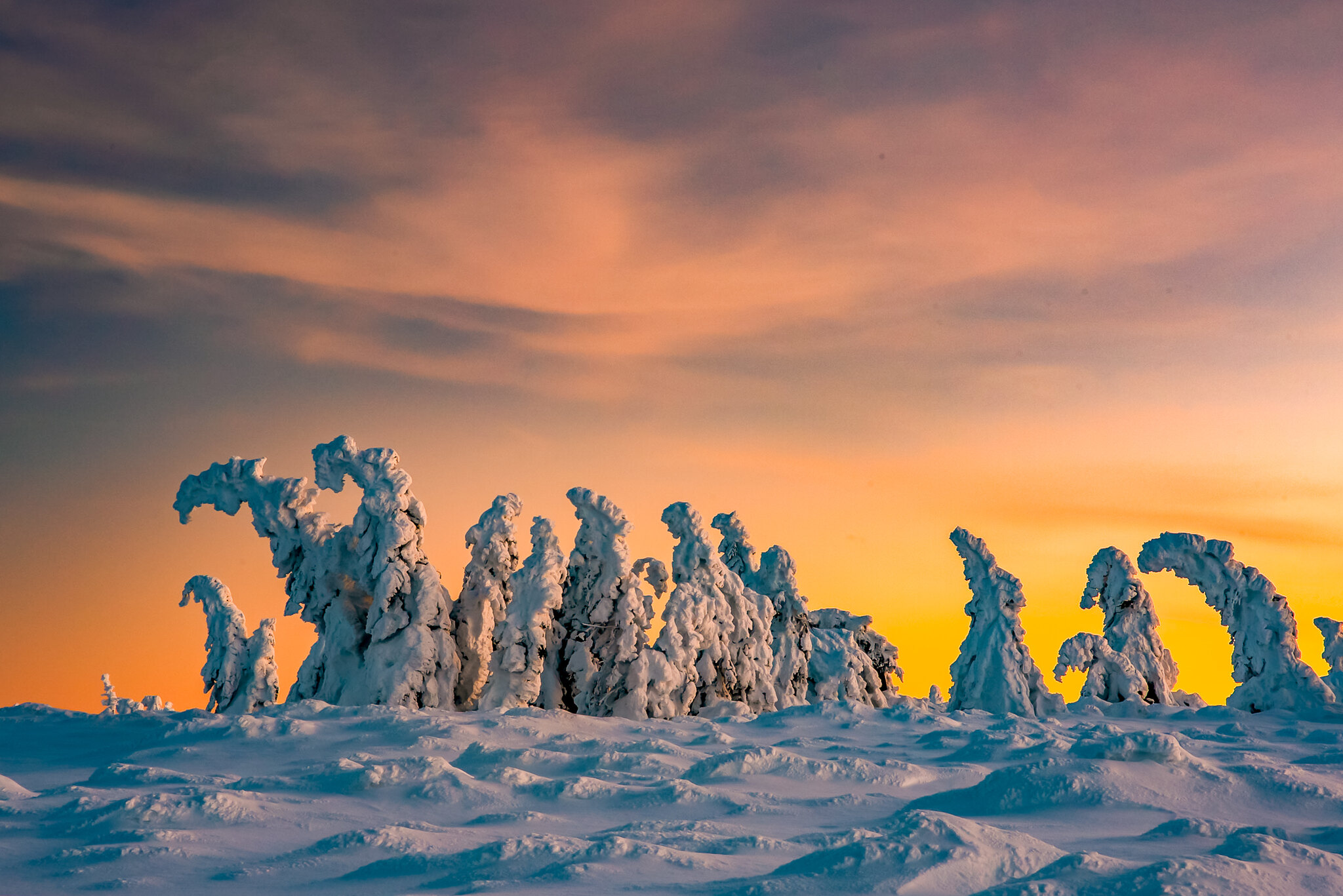 Zdjęcie zatytułowane „Snow-monsters” zostało wykonane 18 grudnia 2022 roku na Równi pod Śnieżką.  Przedstawia ośnieżone świerki o zachodzie słońca.