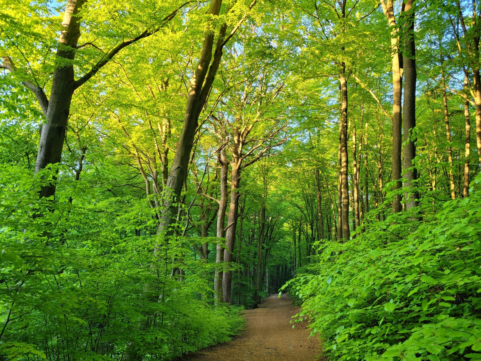 Trójmiejski Park Krajobrazowy, maj 2024 r. Fot. Agnieszka Harasimowicz | IMGW-PIB