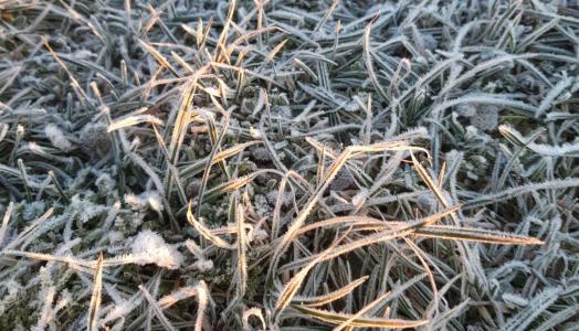 Mroźny poranek na Stacji Meteorologicznej Elbląg-Milejewo | Fot. Dariusz Pałka