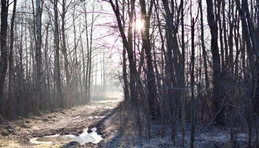 Mazowsze, 01.03.2022 r. | Fot. Izabela Adrian. IMGW-PIB