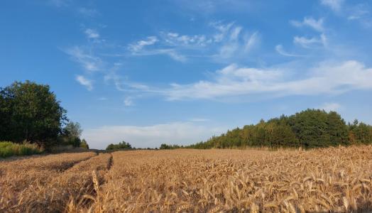 Chmury Cirrus (Ci) w Beskidzie Niskim, lipiec 2022 r. Fot. Wioletta Bogaczyk | IMGW-PIB