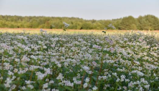 Synoptyczna prognoza pogody na weekend 29.09-01.10.2023 r.