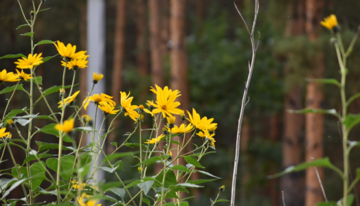 Kwiaty na tle lasu. Fot. Izabela Adrian | IMGW-PIB