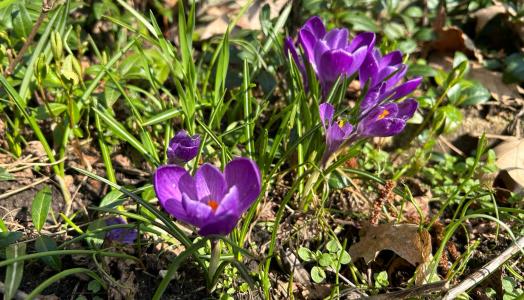 Prognoza meteorologiczna i szczegółowa prognoza hydrologiczna na kolejne 7 dni (29.03-04.04.2024 r.)