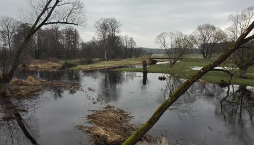 Rzeka Czarna, Januszewice, 28.02.2024 r. Fot. Sylwester Dacz | IMGW-PIB.