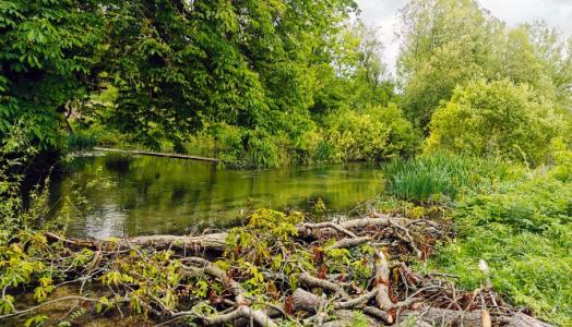 Obniżony brzeg i ułożone kawałki martwego drewna stymulujące odrodzenie nadrzecznej strefy buforowej na rzece Bourne Rivulet, Lower Wyke Farm. Fot. Ilona Biedroń.