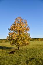 Mazowsze w październiku, 10.10.2020 r. Fot. I. Adrian| IMGW-PIB